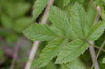 Water hemlock